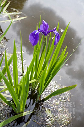 IRIS_LAEVIGATA__GROWING_IN_A_POND