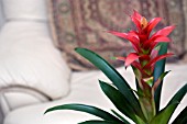 GUZMANIA,  HOUSEPLANT