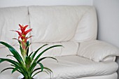 GUZMANIA,  HOUSEPLANT