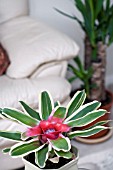 NEOREGELIA FLANDRIA,  HOUSEPLANT