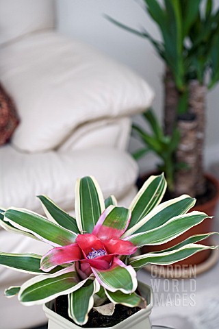 NEOREGELIA_FLANDRIA__HOUSEPLANT