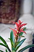 GUZMANIA,  HOUSEPLANT