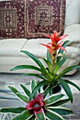 A GUZMANIA AND NEOREGELIA FLANDRIA  IN THE LOUNGE