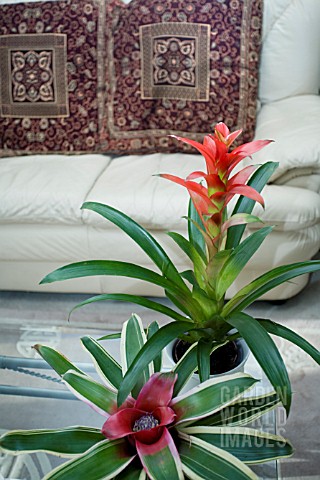 A_GUZMANIA_AND_NEOREGELIA_FLANDRIA__IN_THE_LOUNGE