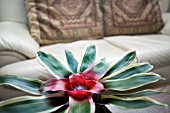 NEOREGELIA FLANDRIA,  HOUSEPLANT