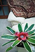 NEOREGELIA FLANDRIA,  HOUSEPLANT