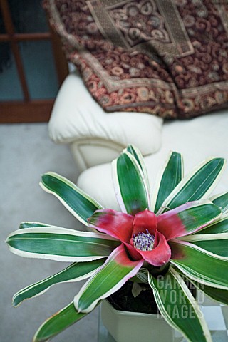 NEOREGELIA_FLANDRIA__HOUSEPLANT