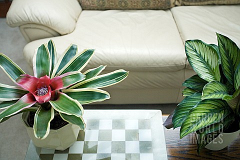 NEOREGELIA_FLANDRIA_LEFT_AND_CALATHEA_STROMANTHE_RIGHT