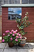 PELARGONIUM F1 HYBRID GLOW NEXT TO A CAMELLIA,  IN CONTAINERS