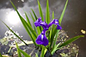 IRIS LAEVIGATA,  BLUE,  GROWING IN A POND