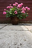 PELARGONIUM F1 HYBRID GLOW IN A CONTAINER