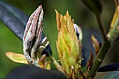 LEAF BUDS ON A RHODODENDRON ELIZABTH RED DWARF PLANT.