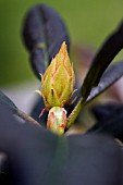 LEAF BUDS ON A RHODODENDRON ELIZABTH RED DWARF PLANT.