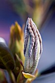 LEAF BUDS ON A RHODODENDRON ELIZABTH RED DWARF PLANT.