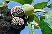 PLUMS AFFECTED WITH BOTRYTIS CINEREA,  A GREY MOULD