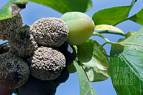 PLUMS_AFFECTED_WITH_BOTRYTIS_CINEREA__A_GREY_MOULD