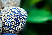 PLUMS AFFECTED WITH BOTRYTIS CINEREA,  A GREY MOULD