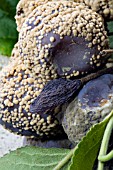 PLUMS AFFECTED WITH BOTRYTIS CINEREA,  A GREY MOULD