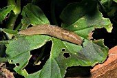 SLUG HUNTING AT NIGHT BY TORCHLIGHT