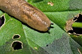 SLUG HUNTING AT NIGHT BY TORCHLIGHT