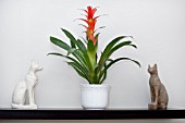 GUZMANIA,  HOUSEPLANT