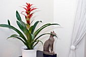 GUZMANIA,  HOUSEPLANT