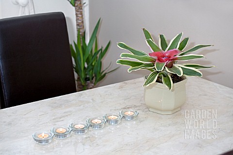 NEOREGELIA_FLANDRIA_ON_A_MARBLE_DINNING_TABLE