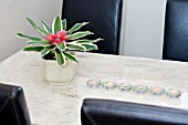 NEOREGELIA FLANDRIA ON A MARBLE DINNING TABLE