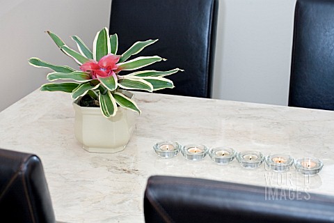 NEOREGELIA_FLANDRIA_ON_A_MARBLE_DINNING_TABLE