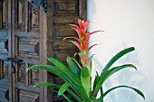 GUZMANIA,  HOUSEPLANT