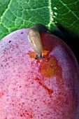 SLUG EATING A RIPE VICTORIA PLUM.