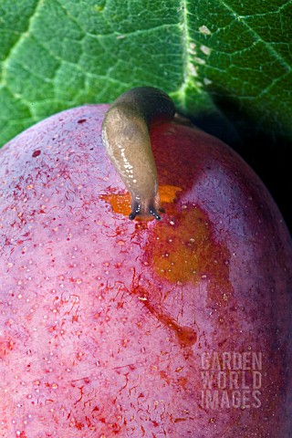 SLUG_EATING_A_RIPE_VICTORIA_PLUM