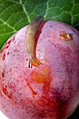 SLUG EATING A RIPE VICTORIA PLUM.