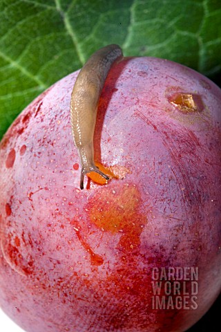 _SLUG_EATING_A_RIPE_VICTORIA_PLUM