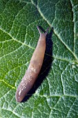 SLUG EATING A LEAF