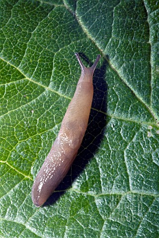 SLUG_EATING_A_LEAF