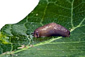 SLUG EATING A LEAF