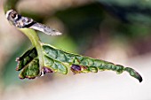 HYDRANGEA MACROPHYLLA SHEILA WITH DAMAGE TO LEAVES CAUSED BY SLUGS AND SNAILS