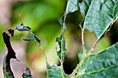 HYDRANGEA MACROPHYLLA SHEILA WITH DAMAGE TO LEAVES CAUSED BY SLUGS AND SNAILS