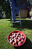 PICKING VICTORIA PLUMS FROM THE TREE