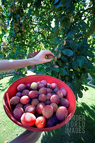PICKING_VICTORIA_PLUMS_FROM_THE_TREE