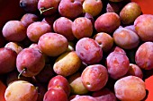 PLUMS AFTER PICKING