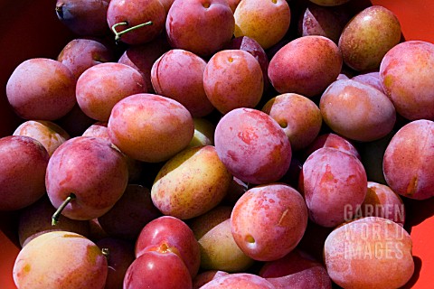 PLUMS_AFTER_PICKING
