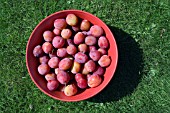 FRESHLY PICKED PLUMS