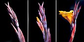 A SERIES OF THREE PHOTOS OF  CANNA TROPICANA