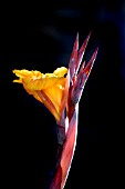 CANNA TROPICANA,  FLOWERING.