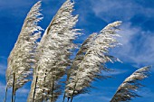 CORTADERIA SELLOANA AUREOLINEATA,   PAMPAS GRASS