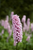 PERSICARIA SUPERBA