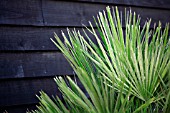 CHAMAEROPS HUMILIS AGAINST A WOODEN BUILDING