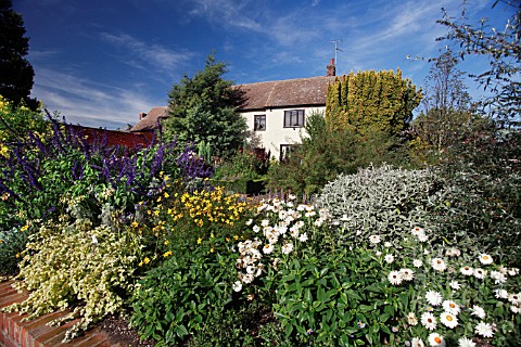 RHS_GARDEN_HYDE_HALL_IN_OCTOBER_WITH_SALVIA_INDIGO_SPIRES__BRACTEANTHA_COCO_AND_BIDENS_FERULIFOLIA_I